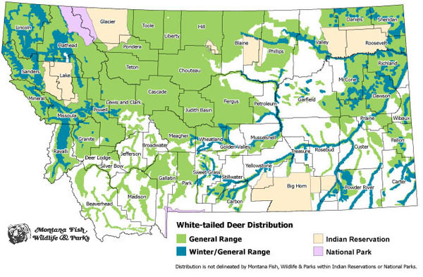 White Tailed Deer Montana Field Guide