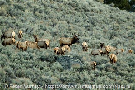 Elk Montana Field Guide