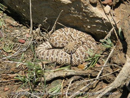 montana field guide rattlesnake