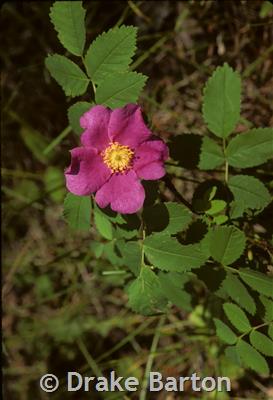 Woods' Rose - Montana Field Guide