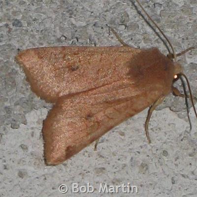 Transparent Quaker Moth (Orthosia transparens)