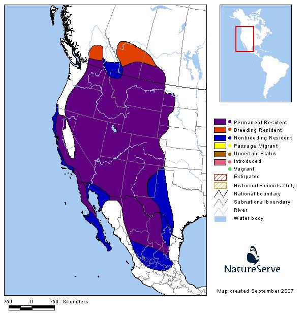 Prairie Falcon Montana Field Guide