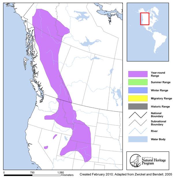 Dusky Grouse Montana Field Guide