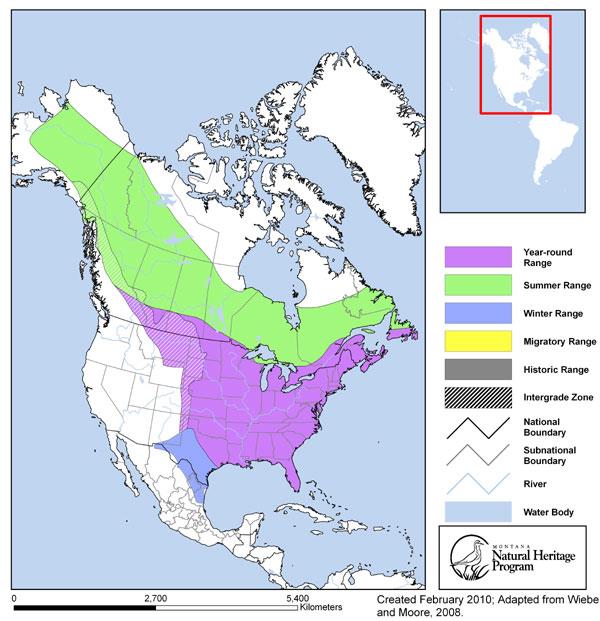 Northern Flicker (yellow-shafted) - Montana Field Guide