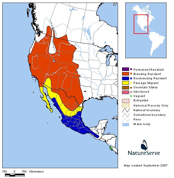 Bullock's Oriole - Montana Field Guide