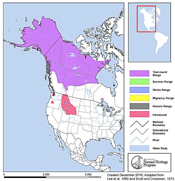 Arctic Grayling Montana Field Guide