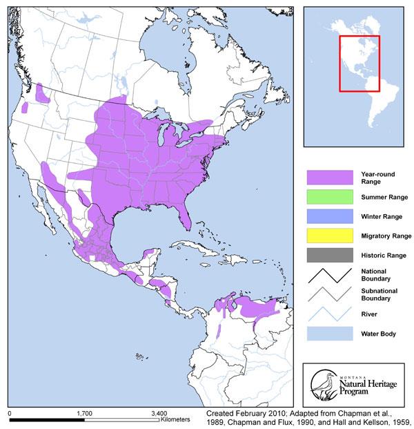 Eastern Cottontail - Montana Field Guide