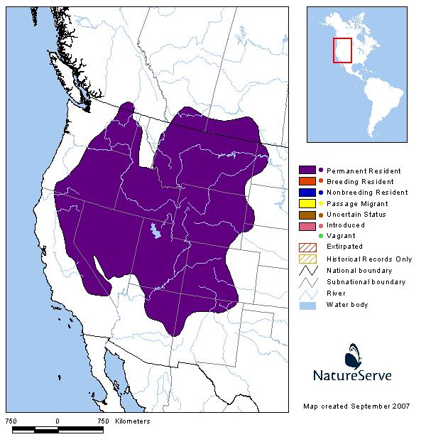 Mountain Cottontail - Montana Field Guide