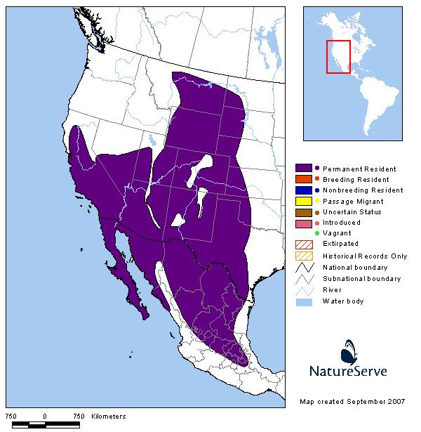 Desert Cottontail - Montana Field Guide