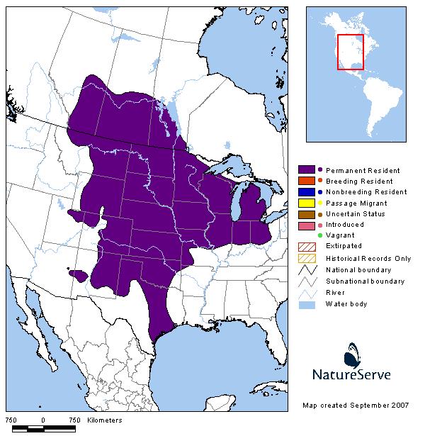 Thirteen-lined Ground Squirrel - Montana Field Guide