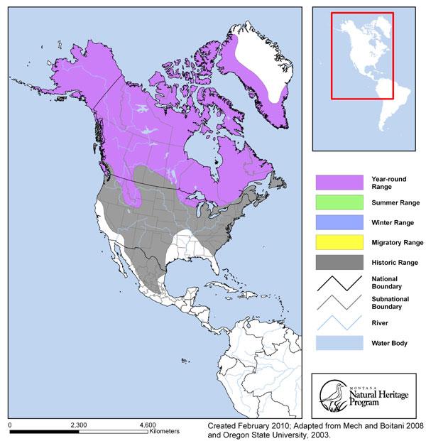 Gray Wolf - Montana Field Guide