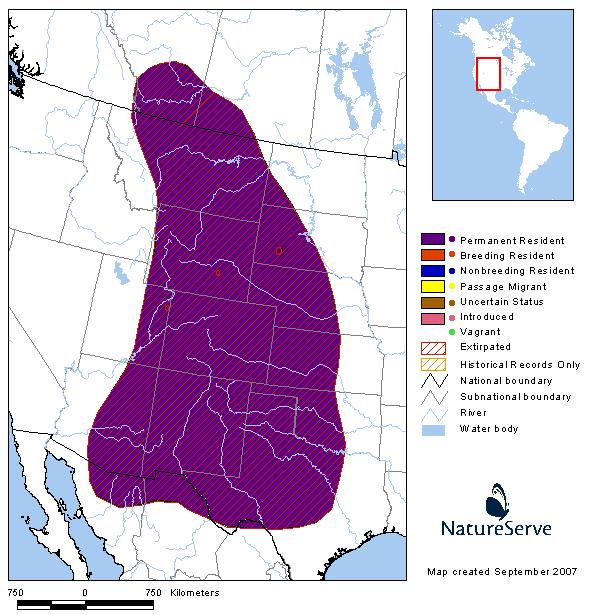 Black Footed Ferret Montana Field Guide 6616