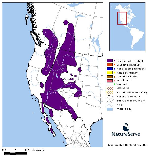 Bighorn Sheep Montana Field Guide