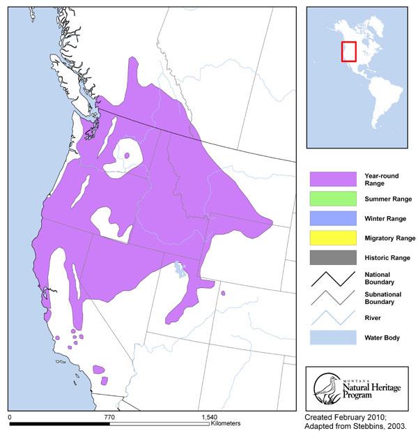 Northern Rubber Boa Montana Field Guide