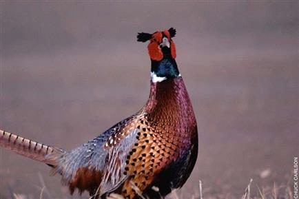 ring-necked pheasant