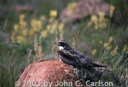 Common Nighthawk (Chordeiles minor) – Columbus Audubon