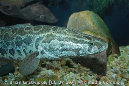 Northern Snakehead - Montana Field Guide