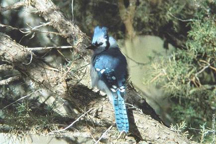 Blue Jay  Audubon Field Guide