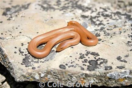 Northern Rubber Boa (Amphibians and Reptiles of Hastings Natural