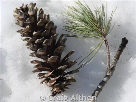 Tracking the Lost Conifer, Western White Pine