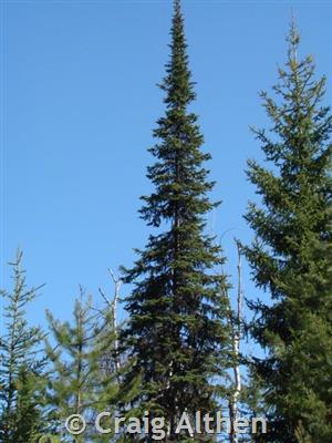 subalpine fir