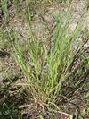 California Brome Grass 'Cucamonga