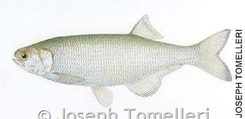 goldeneye fish