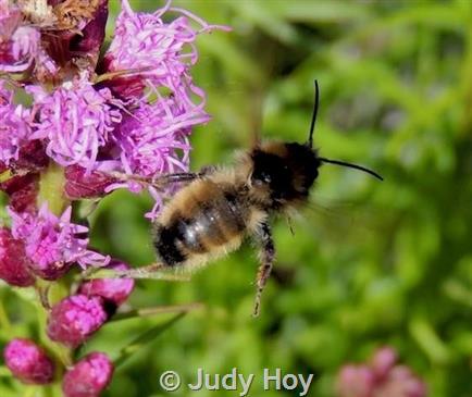 Cuckoo Combo: Re-Classification Makes Bombus flavidus World's Most  Widespread Bumble Bee