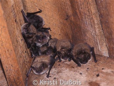 baby brown bats