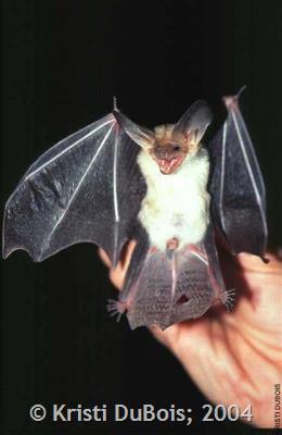 Many Bats and vampire pictures DefaultGen