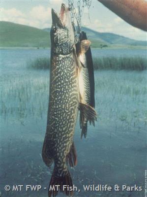 Northern Pike Fishing In North West Montana Sale