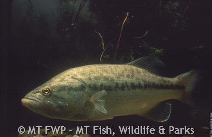 Largemouth Bass - Montana Field Guide