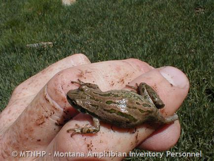 The frog chorus in Wisconsin's wetlands