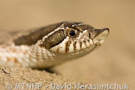Eastern Hog-nosed Snake  Oklahoma Department of Wildlife Conservation