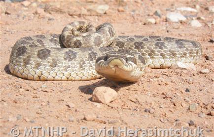 Plains Hog-nosed Snake  Amphibians, Turtles & Reptiles of