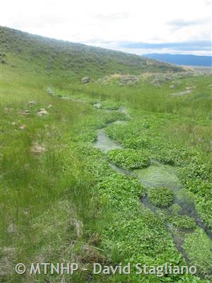 Montana's O'Dell Spring Creek