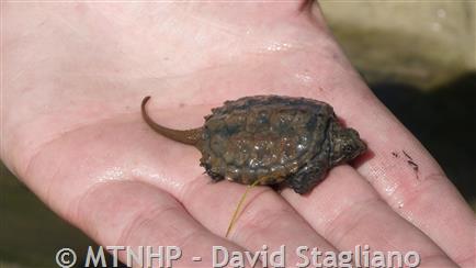 baby alligator snapping turtle price
