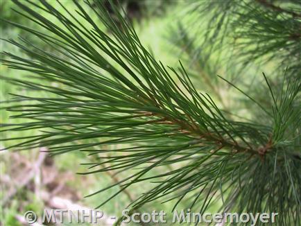 PINE CONE PLANTING!!! - Montana Hunting and Fishing Information