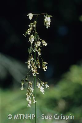Sweet Grass, Athoxanthum Hirtum - Designs By Nature, LLC