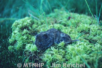 Photograph, Northern Bog Lemming