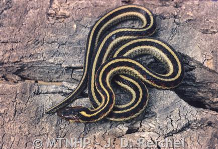 black snake with yellow stripes
