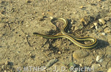 Garter Snake Fast Facts (U.S. National Park Service)