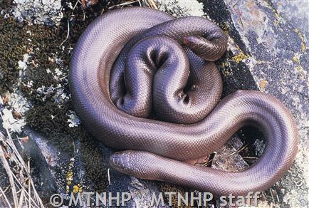 Northern Rubber Boa (Amphibians and Reptiles of Hastings Natural