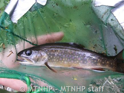 Brook Trout - Montana Field Guide