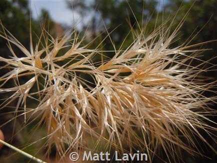 How to identify the difference between Japanese and downy brome