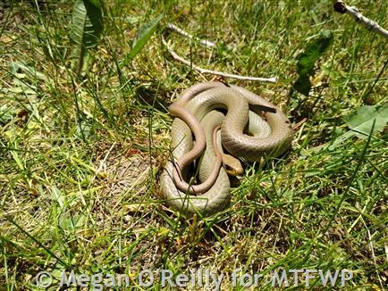 Garter Snake Fast Facts (U.S. National Park Service)