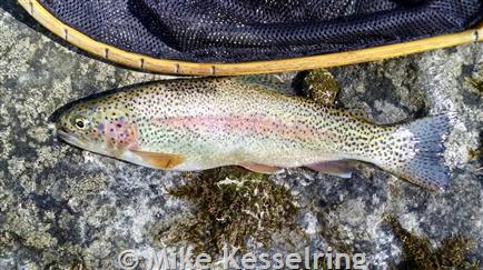 Rainbow Trout - Montana Field Guide