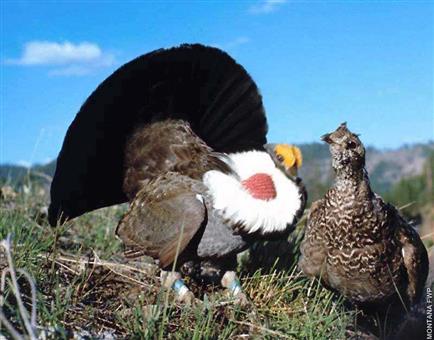 blue grouse hunting
