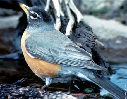 American Robin  Audubon Field Guide