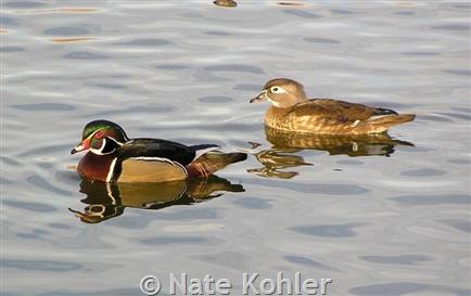 Wood Duck Biology, Life History, and Identification - Waterfowl Profile